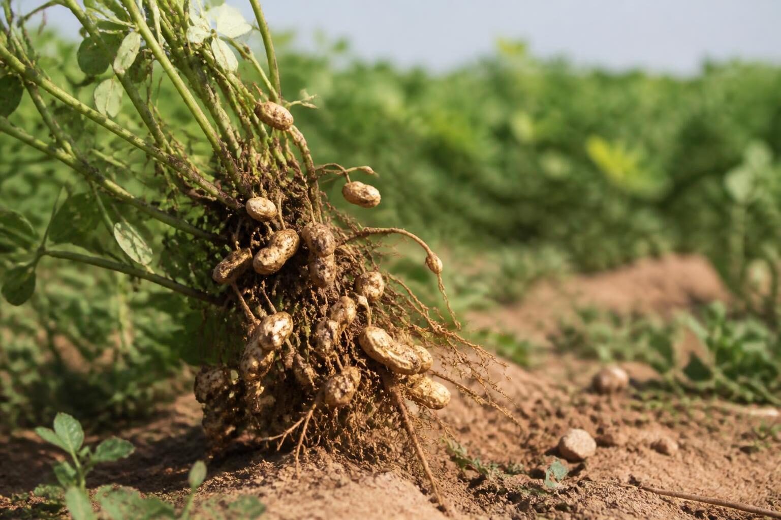 Groundnut plants lifted from Namibian soil