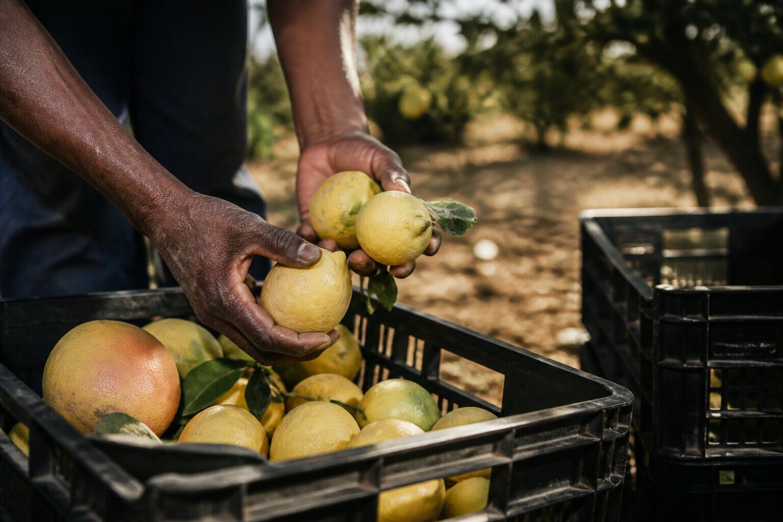 Citrus harvest into crates